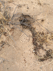 Crotalus cerastes cerastes