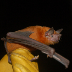 Noctilio albiventris