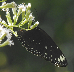 Euploea crameri