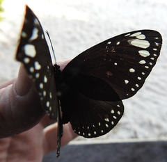 Euploea crameri