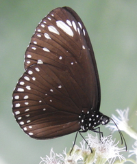 Euploea crameri