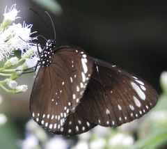 Euploea crameri