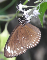 Euploea crameri