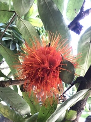 Brownea macrophylla