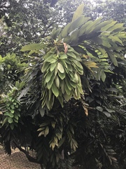 Brownea macrophylla