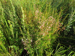 Erica fuscescens