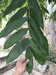 Brownea macrophylla