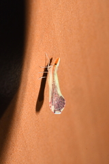 Shellenius ballii