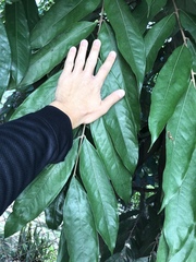 Brownea macrophylla