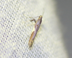 Caloptilia stigmatella
