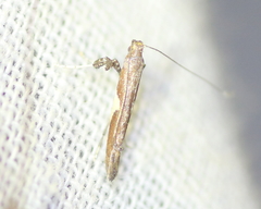Caloptilia stigmatella