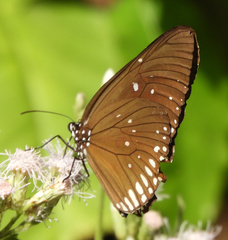 Euploea modesta