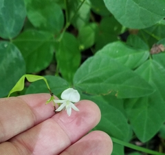 Hylodesmum pauciflorum