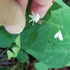 Hylodesmum pauciflorum