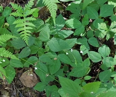 Hylodesmum pauciflorum