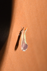 Shellenius ballii