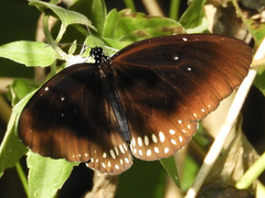 Euploea modesta