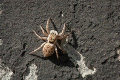 Menemerus semilimbatus