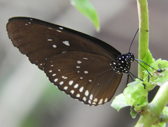 Euploea modesta