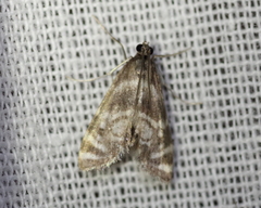 Petrophila canadensis