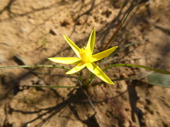 Pauridia serrata serrata