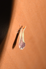 Shellenius ballii