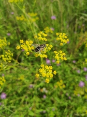 Eristalis arbustorum