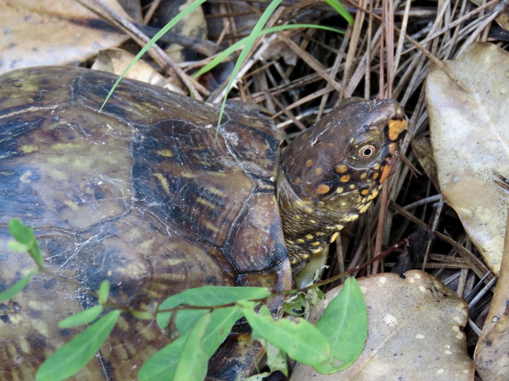 Three-toed Box Turtle in June 2017 by Laura Clark · iNaturalist