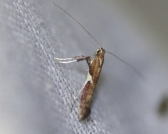 Caloptilia stigmatella