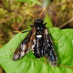 Cimbex americanus