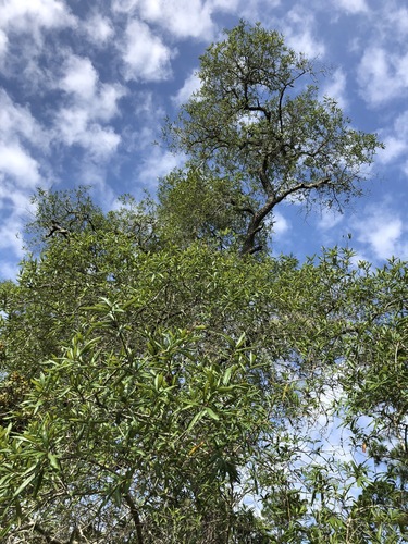 Quercus geminata image