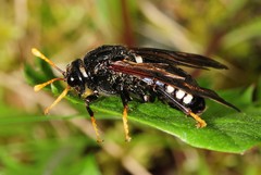 Cimbex americanus