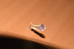Shellenius ballii