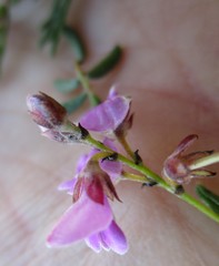 Indigofera concava