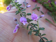 Indigofera concava