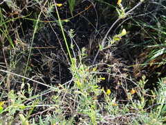 Rhynchosia chrysoscias