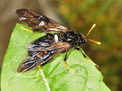 Cimbex americanus