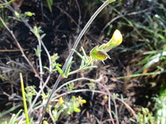 Rhynchosia chrysoscias