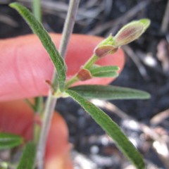 Rhynchosia chrysoscias