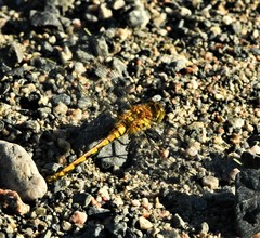 Sympetrum danae