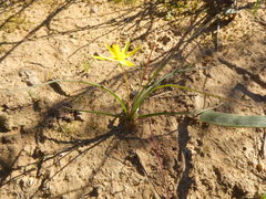 Pauridia serrata serrata