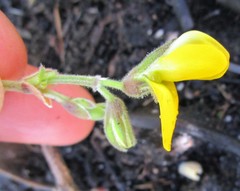 Rhynchosia chrysoscias