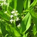 Maianthemum trifolium - Photo (c) Superior National Forest, μερικά δικαιώματα διατηρούνται (CC BY)
