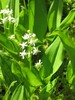 Three-leaved False Solomon’s Seal - Photo (c) Superior National Forest, some rights reserved (CC BY)