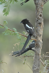 Lanius melanoleucus