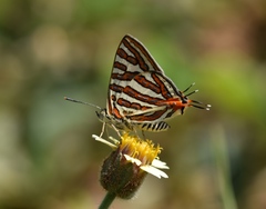 Cigaritis vulcanus