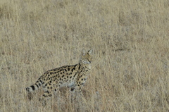 Leptailurus serval