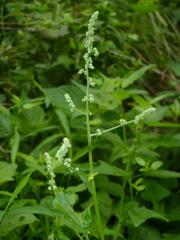 Chenopodiastrum hybridum