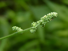 Chenopodiastrum hybridum