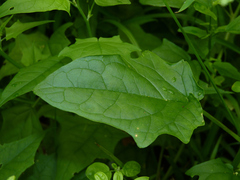 Chenopodiastrum hybridum